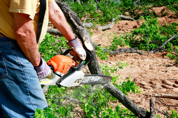 Leaf Removal in Clemson, SC